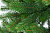 Ель искусственная 210см БИФОРЕС Оптима микс светло-зелёная ПВХ - пышные и мягкие иголочки, внешние веточки выполнены из литой хвои 000000000001208787