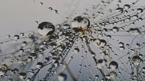 Репродукция 60х80см Декарт (1) мдф в4 8Л1046 000000000001205358