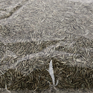 Семена газона Настоящий НИЗКОРАСТУЩИЙ (1 кг) 17492662 упаковка на 32 м2 000000000001195035