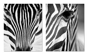 Картина на холсте (канвас) 40х50см комплект из 2-х частей Зебра 000000000001214947