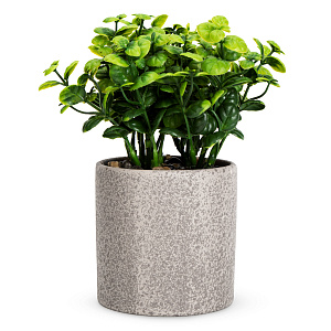 Цветок искусственный растение Самшит 23см мелколистный в горшке 000000000001218492