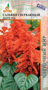 Семена Сальвия 10шт Сверкающая Дварф Ред 000000000001221414