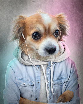 Картина на холсте (канвас) 40х50см Чихуахуа 000000000001214933