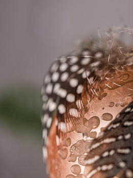 Набор новогодних шаров 3шт 8см с пером и деревянным крючком шампань пластик 000000000001209020