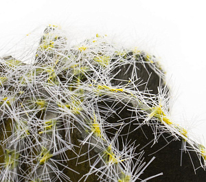 Цветок искусственный "Суккулент" 12-14смR010442 000000000001189307