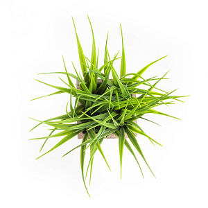 Растение искусственное Травка 19см R010636 000000000001192377