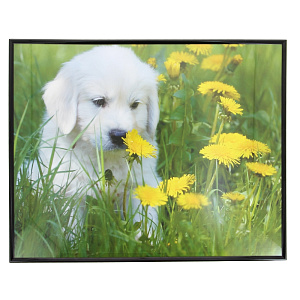 Постер Животные Постер-Лайн, 40х50 см 000000000001092606