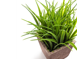 Растение искусственное Травка 19см R010636 000000000001192377