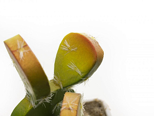 Цветок искусственный "Суккулент" 12-14смR010442 000000000001189307