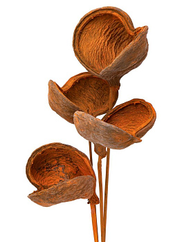 Сухоцветы 16x8x70см DE'NASTIA Бадам микс цветов 000000000001228191