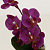 Цветок искусственный Орхидея 30см R010639 000000000001192380
