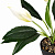 Цветок искусственный растение Спатифиллум 44см белый в горшке 000000000001218466