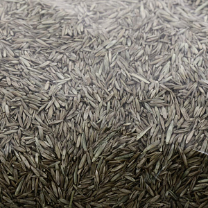 Семена газона Настоящий УНИВЕРСАЛЬНЫЙ (1 кг) 17492785 упаковка на 32 м2 000000000001195034